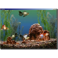 Manufacturers Exporters and Wholesale Suppliers of Aquarium Fishes Faridabad Haryana